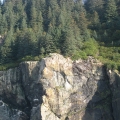two mountain goats